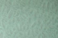 EM1004- Cornwall Green English Muffle #4903
