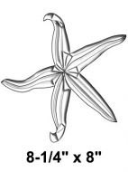 EC303-Exquisite Cluster Starfish