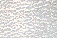 SF209FLE- 96 Firelight White Opal