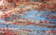 W1510- Burgundy/Blue/White Mystic #0710